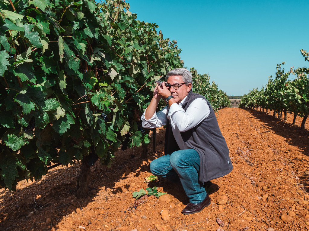 Supervisando el viñedo